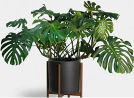 Cactus & Succulent Care Tips