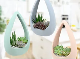 Cactus & Succulent Care Tips