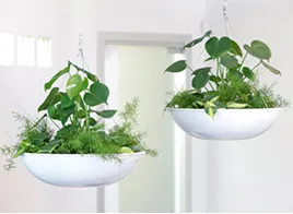 Cactus & Succulent Care Tips